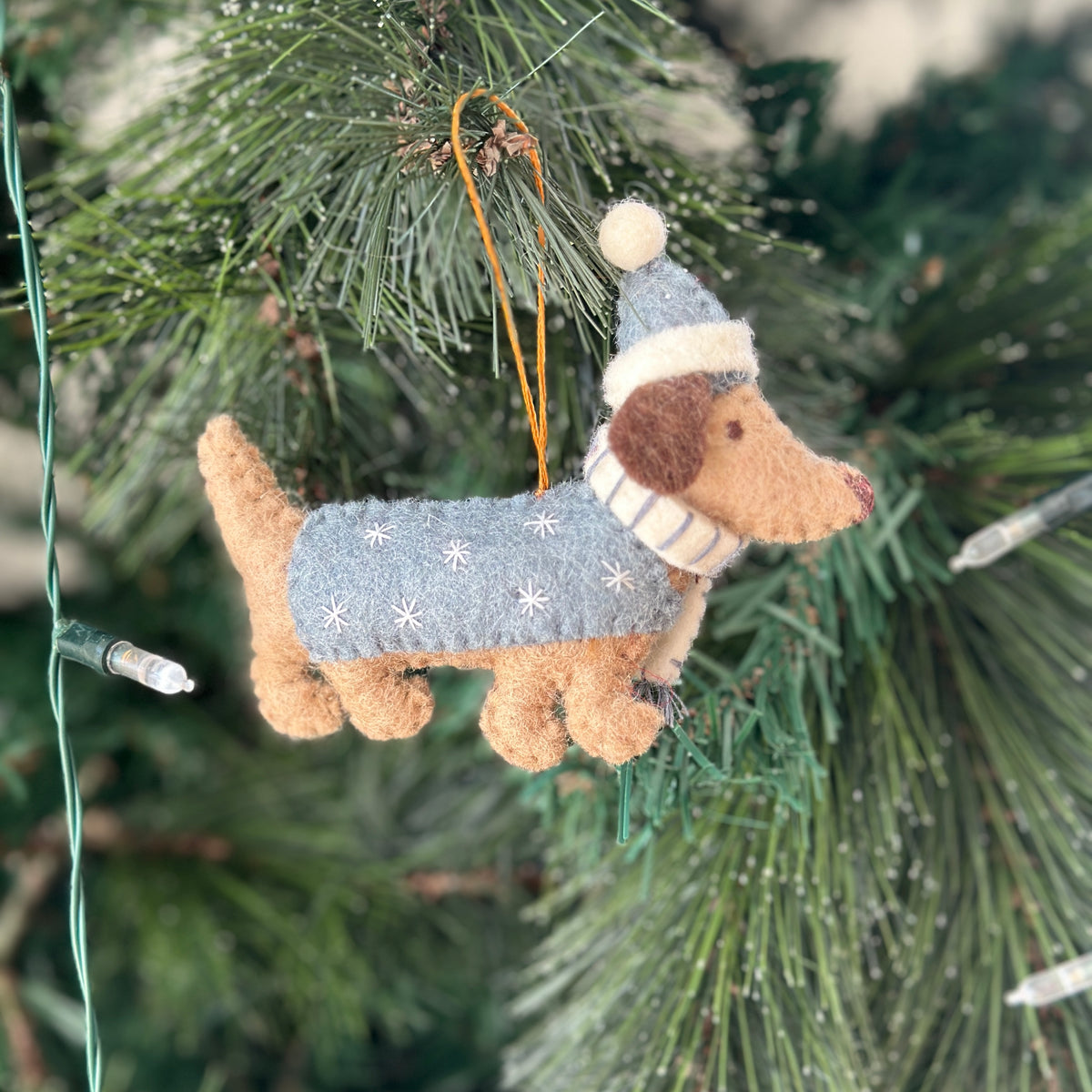 Christmas dachshund with festive blankets & hats - Pashom